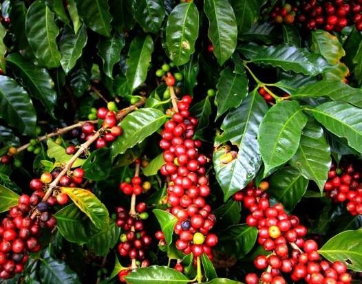 KAHVE FIDANI (Coffea Arabica 2.5 YAS (COK OZEL URUN SINIRLI STOK)